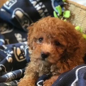 Meet your Posher, Victoria